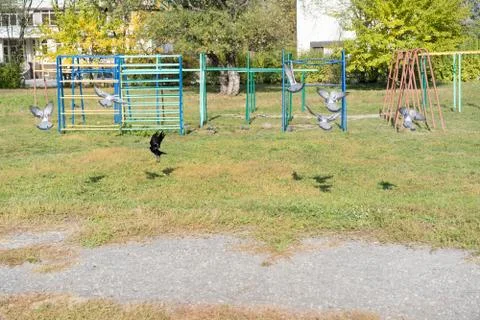 Crow sitting surrounded by pigeons Stock Photos