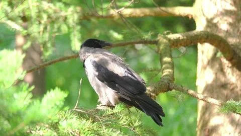 A crow sitting on a tree branch in the forest, captured in 4k slow motion 60f Stock Footage 283272463