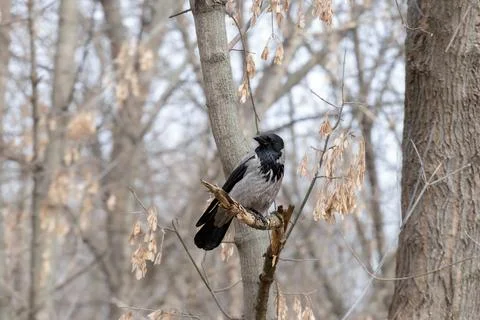 Crow sitting on a tree branch in winter. Stock Photos