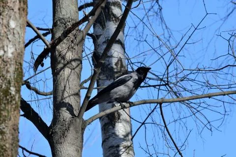 Crow sitting on a tree in the forest on a background of the clear blue sky Stock Photos