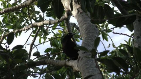 A crow sitting in a tree Foto stock