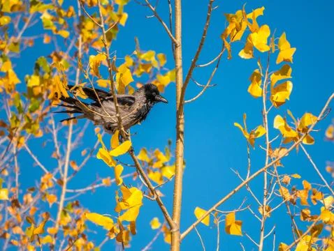 Crow sitting on a tree Stock Photos