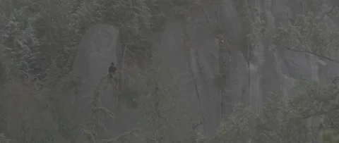 Crow sitting in a tree in snowy forest Stock Footage 247516282