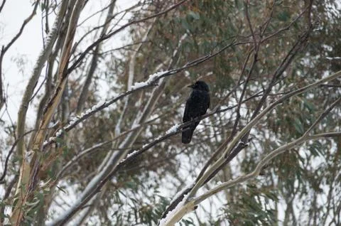 Crow sitting in tree while it's snowing Stock Photos
