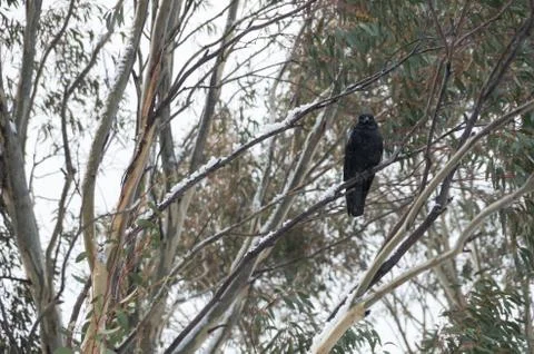 Crow sitting in tree while it's snowing Stock Photos