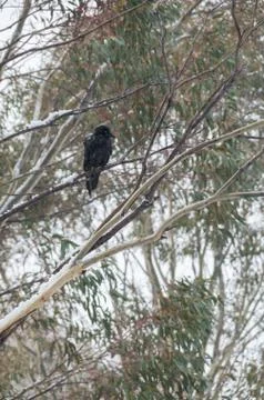 Crow sitting in tree while it's snowing Stock Photos