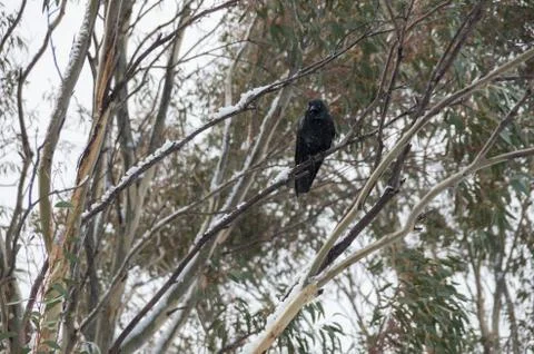 Crow sitting in tree while it's snowing Stock Photos