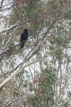 Crow sitting in tree while it's snowing Stock Photos