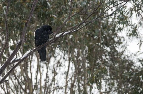 Crow sitting in tree while it's snowing Stock Photos