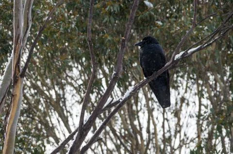 Crow sitting in tree while it's snowing Stock Photos