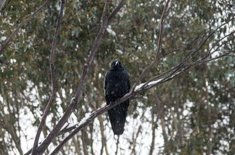 Crow sitting in tree while it's snowing Stock Photos