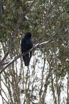 Crow sitting in tree while it's snowing Stock Photos
