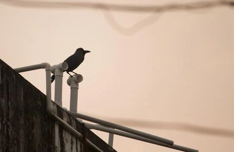 Crow sitting on the water pipe Stock Photos