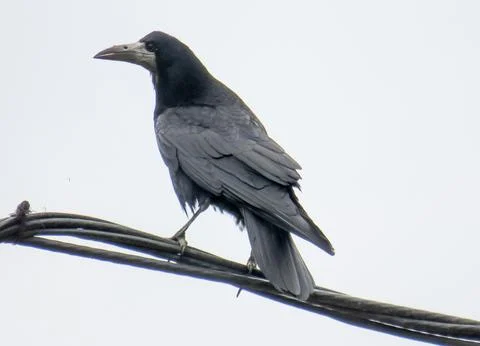 A crow is sitting on a wire Stock Photos