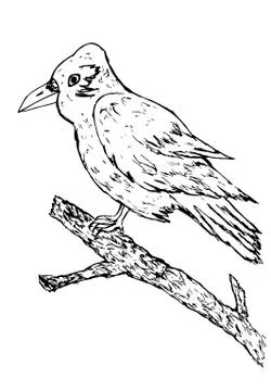 Crow Sketch イラスト素材