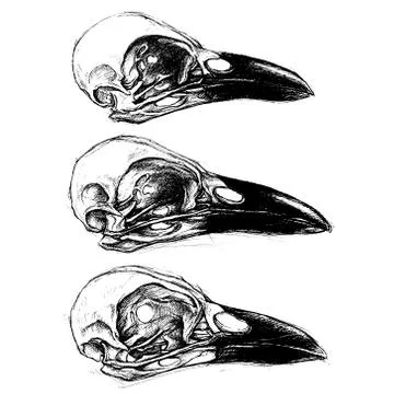 Crow Skull Stock Illustration