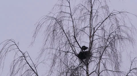 Crow at the slot on a tree Stock Footage 22734703