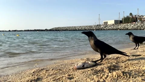 A crow is slowly eating a dead fish on the beach by the sea. Stock Footage 230914529