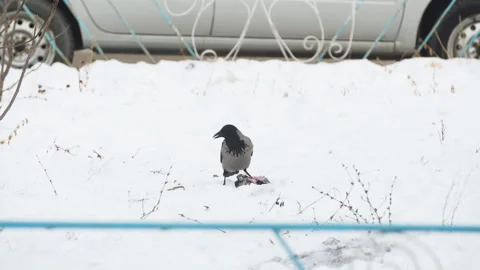 Crow on the snow pecks and eats its food Stock Footage 147650865