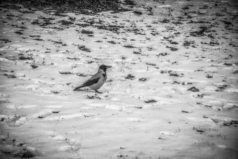 A Crow in the Snow Stock Photos