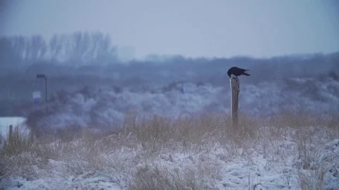 Crow in snowy dunes Stock Footage 72525394
