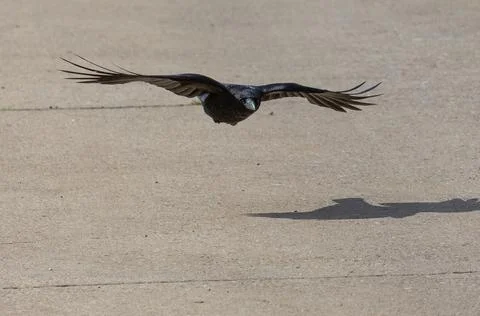 Crow soaring close to the ground Stock Photos