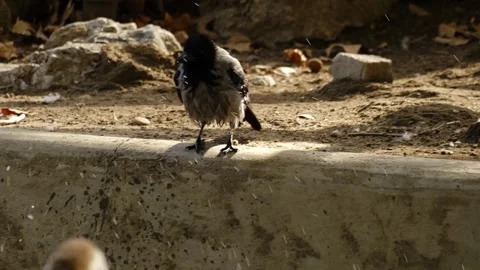 A crow splashes in a shallow pond while a goose cleans its feathers nearby. The Stock Footage 325787662