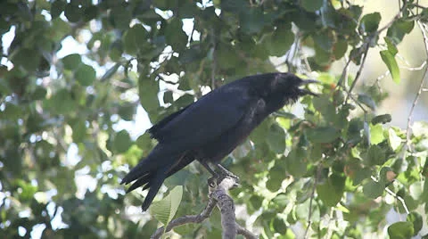 Crow squawking, scratching Stock Footage 24686730