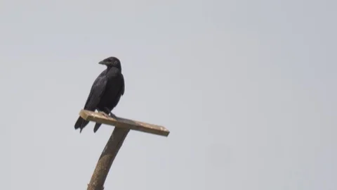 Crow stairing Stock Footage 91733506