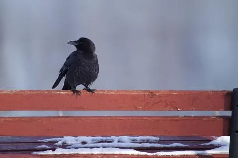 Crow standing on a bench Stock Photos