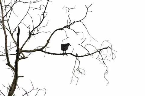 A crow is standing on a branch of a tree. Stock Photos