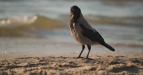 Crow standing on the coastline with waves in the background Stock Footage 279888682