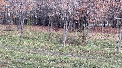 Crow standing on grass in forest park outdoors Stock Footage 336960036
