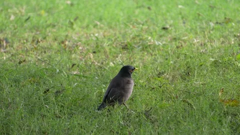 Crow Standing on Green Grass Field in Natural Outdoor Environment Stock Footage 323099321