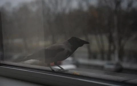 Crow standing outside the window Stock Photos