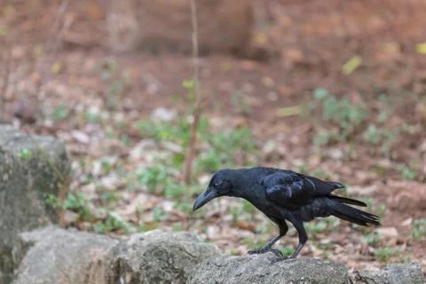 Crow standing on the rock Foto stock