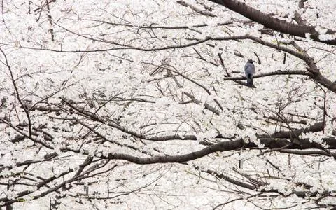 Crow standing on sakura tree Stock Photos