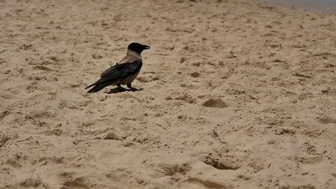 Crow standing on the sand beach Vídeos de archivo 76923993