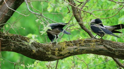 Crow standing on a tree branch holding food in its beak surrounded by fresh Видео 336902750