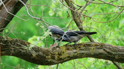 Crow standing on a tree branch holding food in its beak surrounded by fresh Stock Footage 336902917