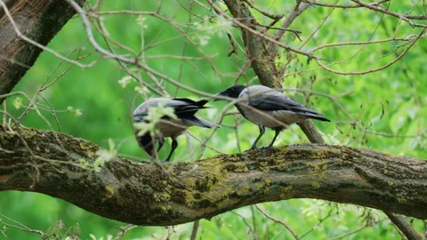 Crow standing on a tree branch holding food in its beak surrounded by fresh Stock Footage 336903130