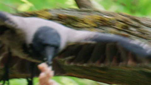 Crow standing on a tree branch holding food in its beak surrounded by fresh Stock Footage 336903276
