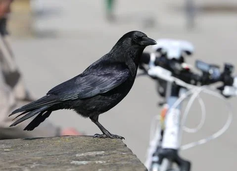 Crow standing on wall 库存照片