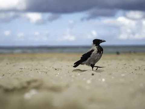 Crow stands alone on soft sandy beach Stock Photos