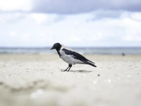 Crow stands alone on soft sandy beach Stock Photos