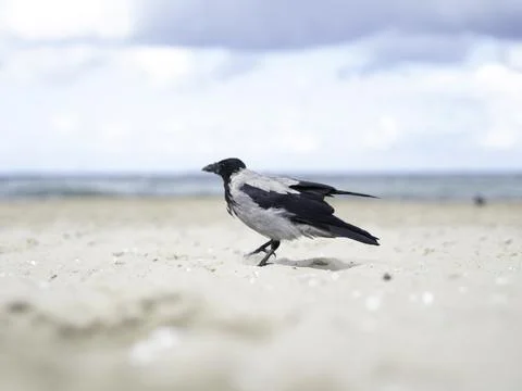 Crow stands alone on soft sandy beach Stock Photos