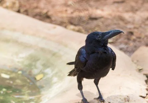 The crow stands on the edge of the pond Stock Photos