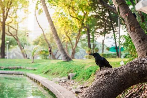The crow stands on a tree in the pond and has natural views. Stock Photos