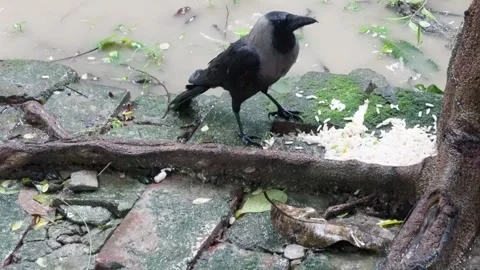 A crow started eating rice grains Stock Footage 314515304