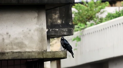 Crow stay and going Stock Footage 54979579